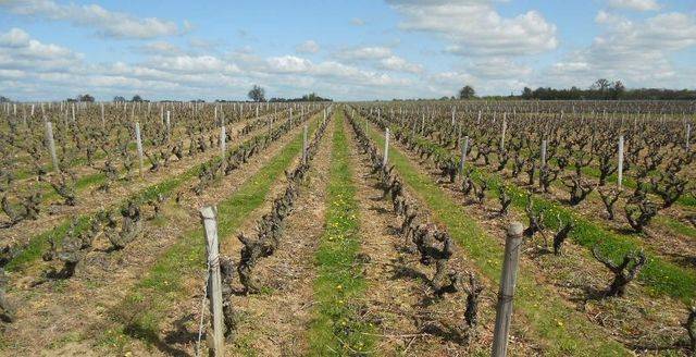 vignes