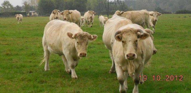 vaches