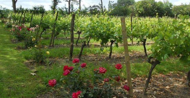 vignes-fleurs